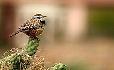 Arizona State Bird